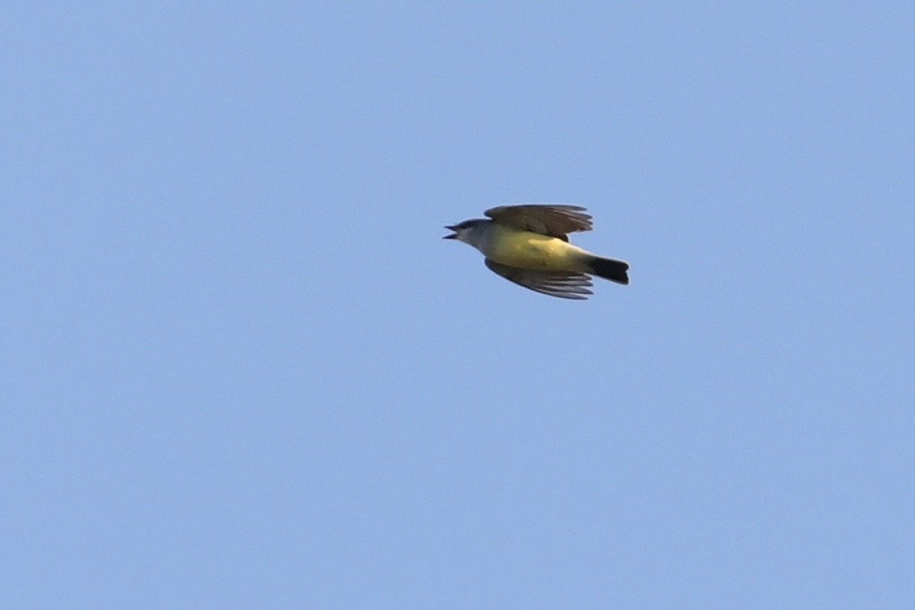 Western Kingbird - ML645794186