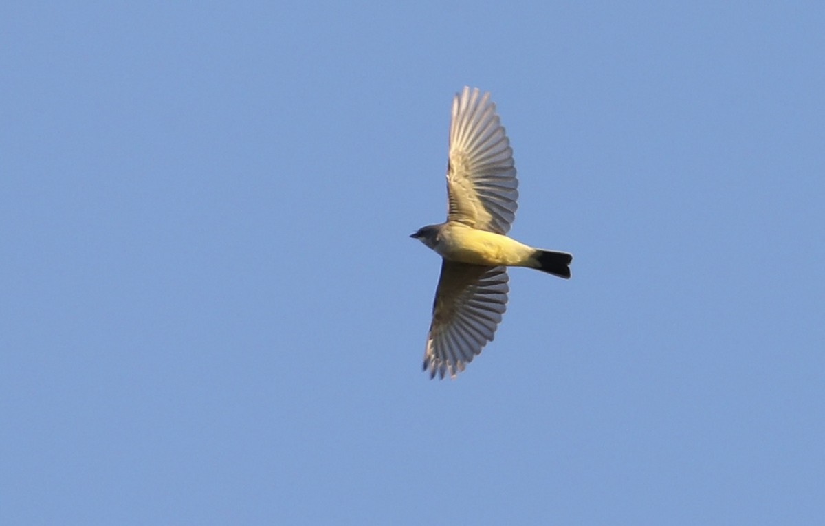Western Kingbird - ML645794187