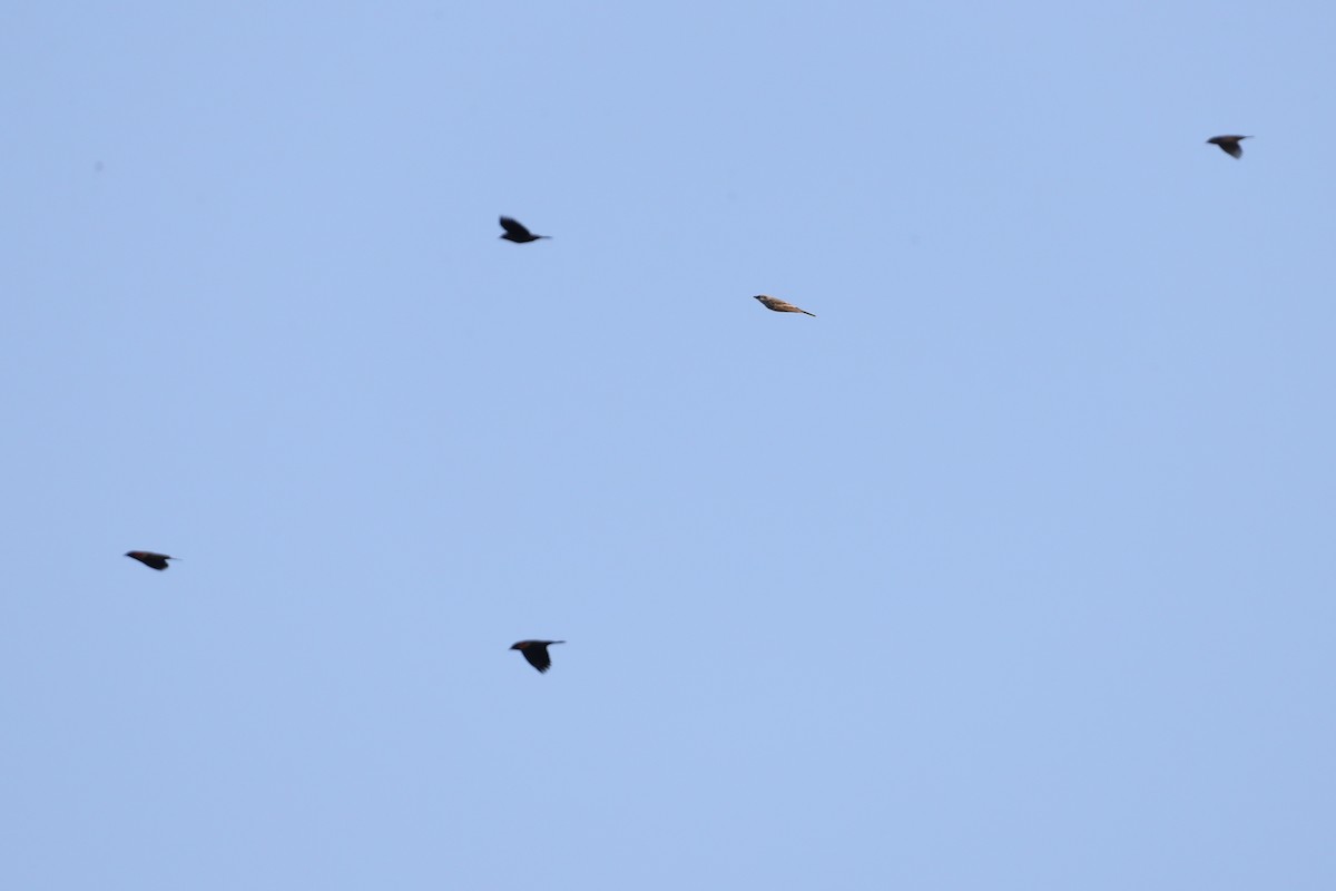 Western Kingbird - ML645794188