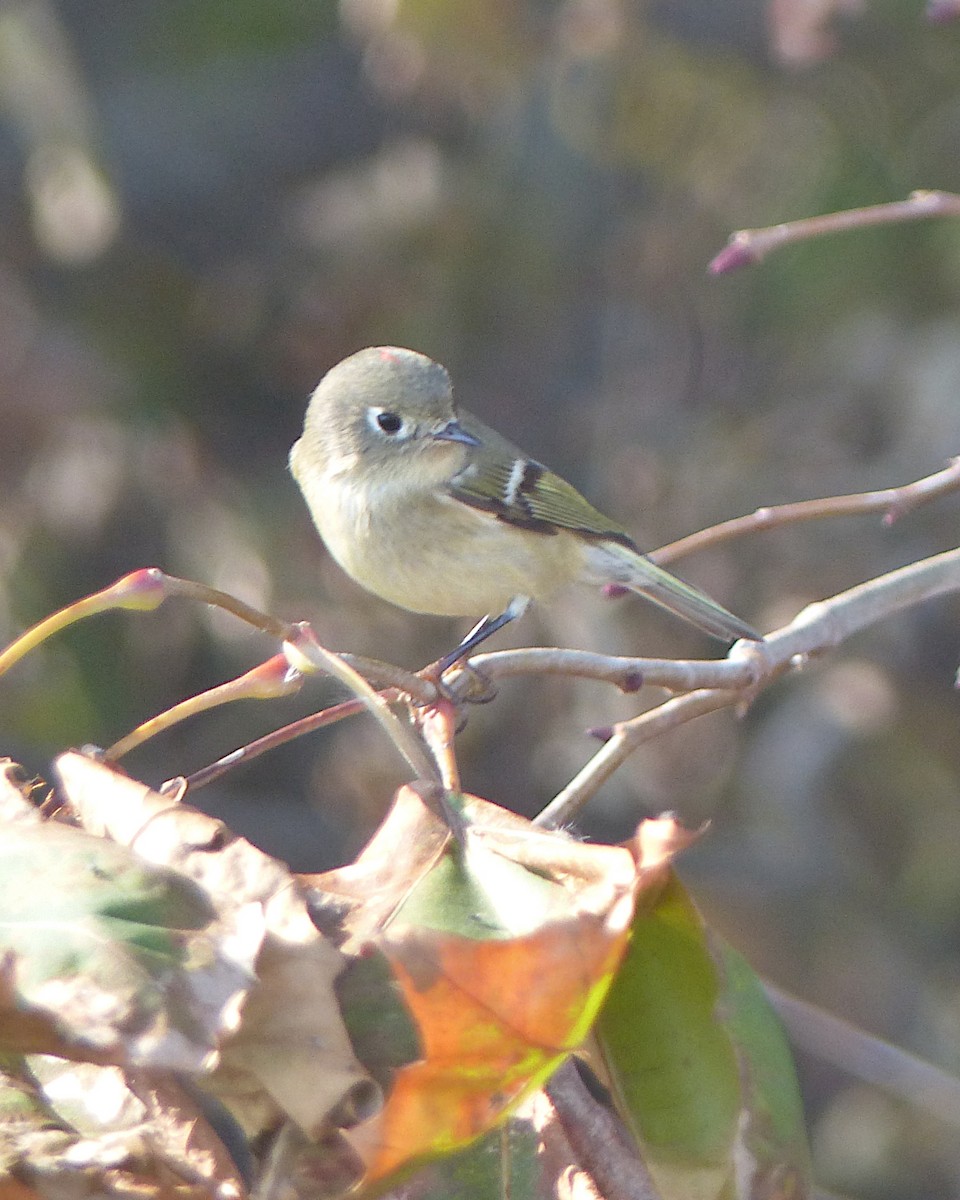 Ruby-crowned Kinglet - ML645794189