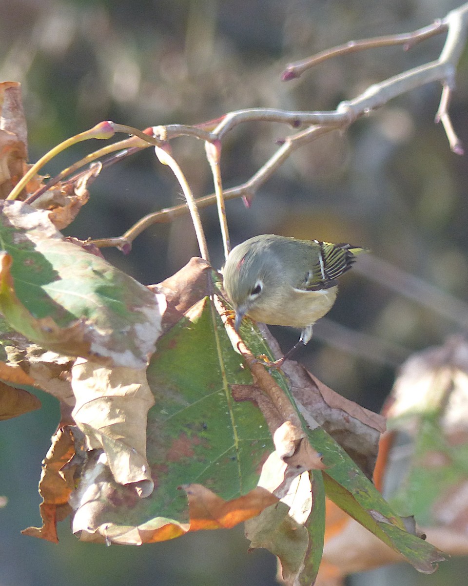 Ruby-crowned Kinglet - ML645794195