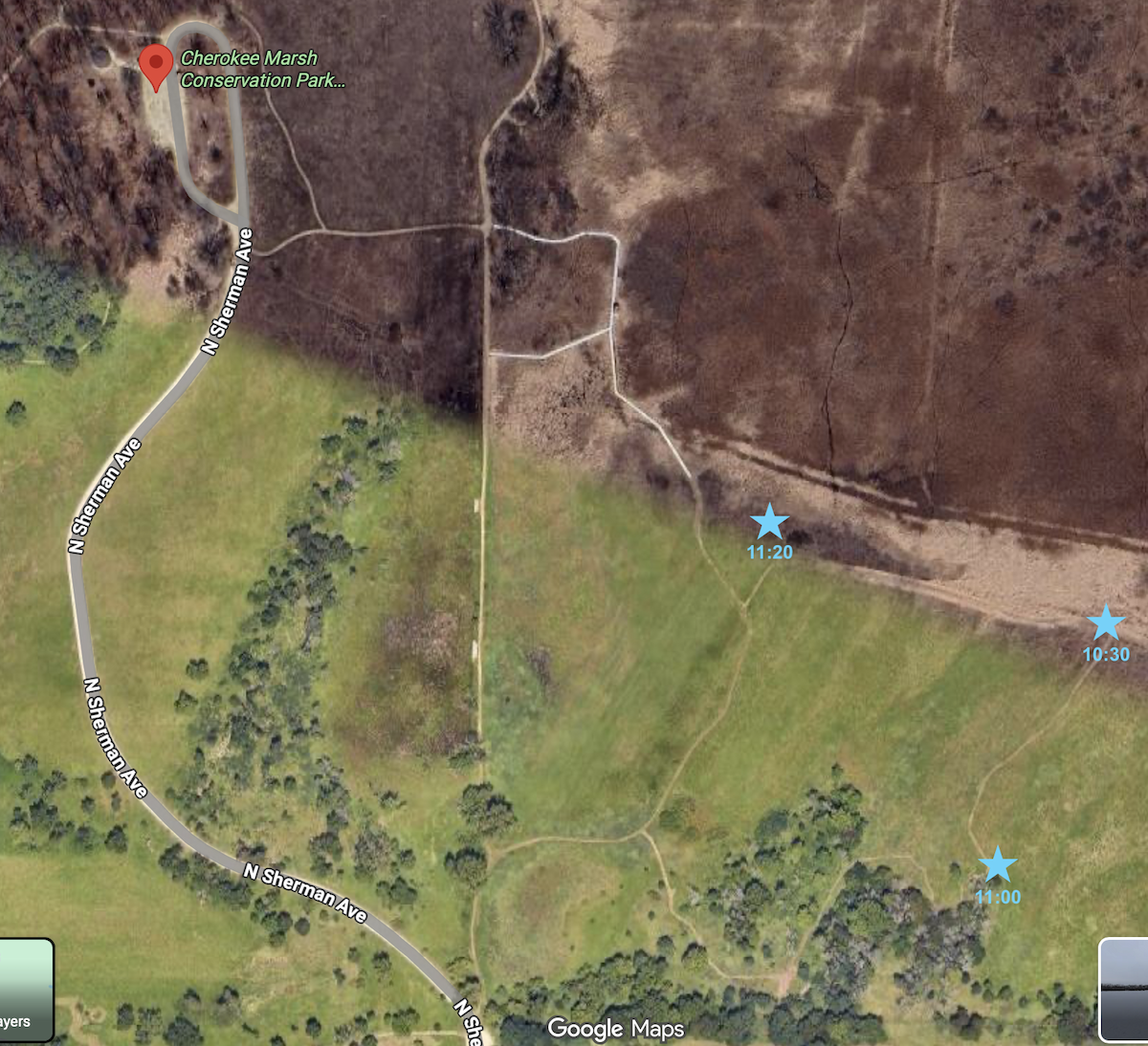 Northern Shrike - ML645794197