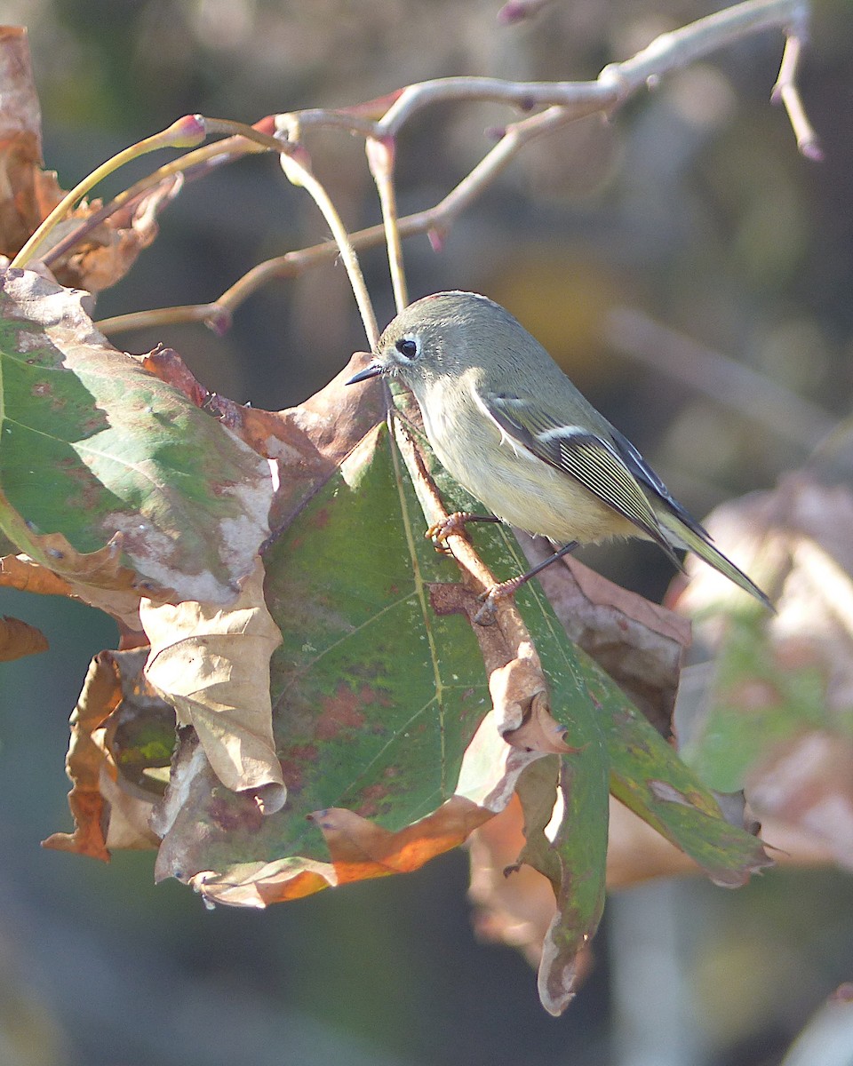 Ruby-crowned Kinglet - ML645794200