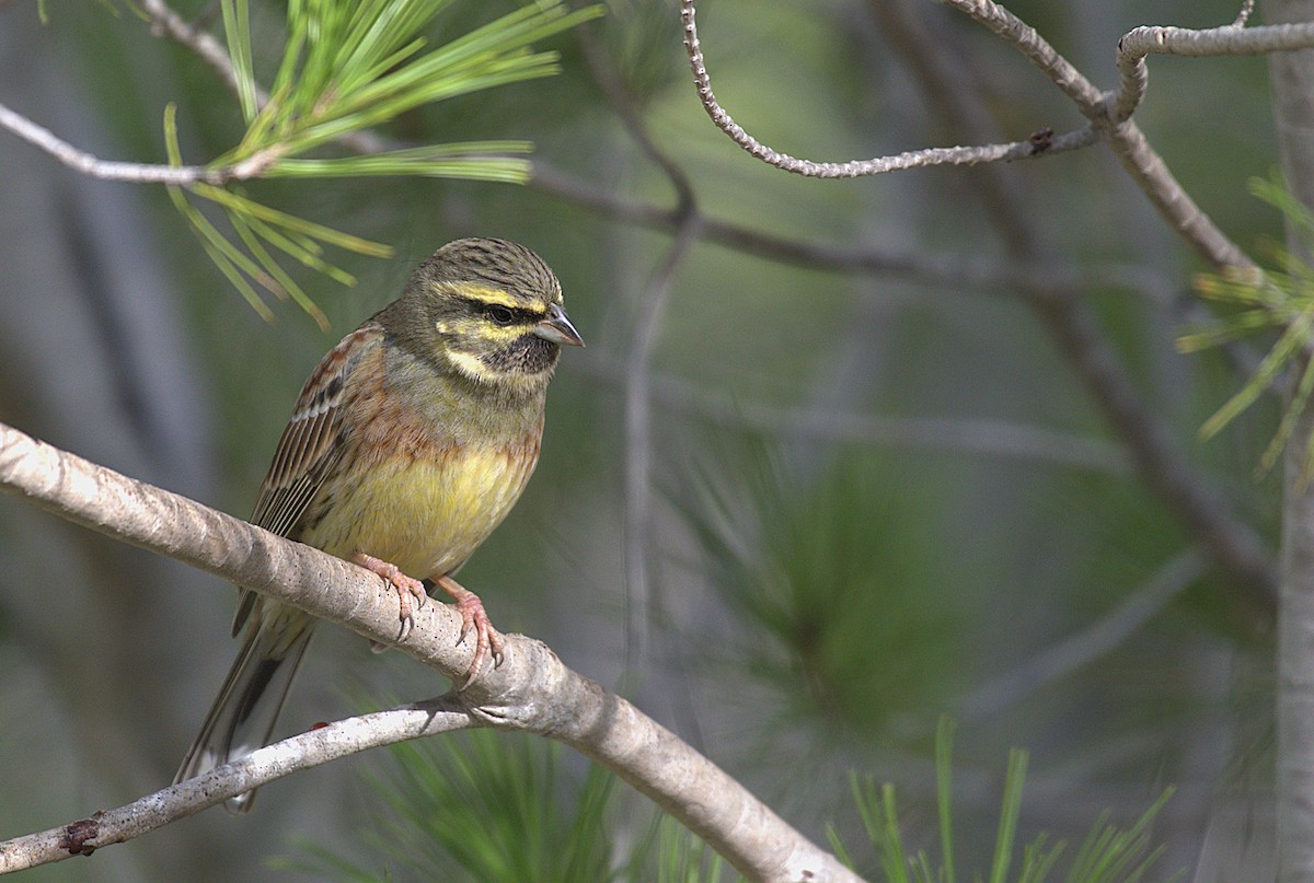 Cirl Bunting - ML645794205