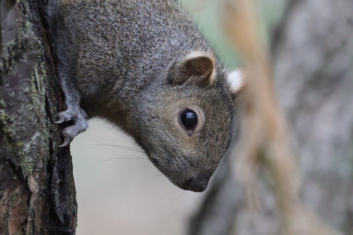 Eastern Gray Squirrel - ML645794215