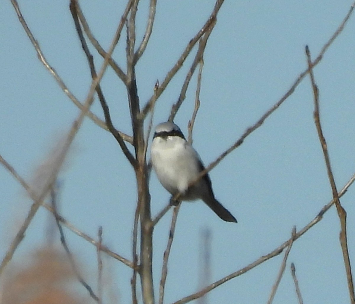 Northern Shrike - ML645794224