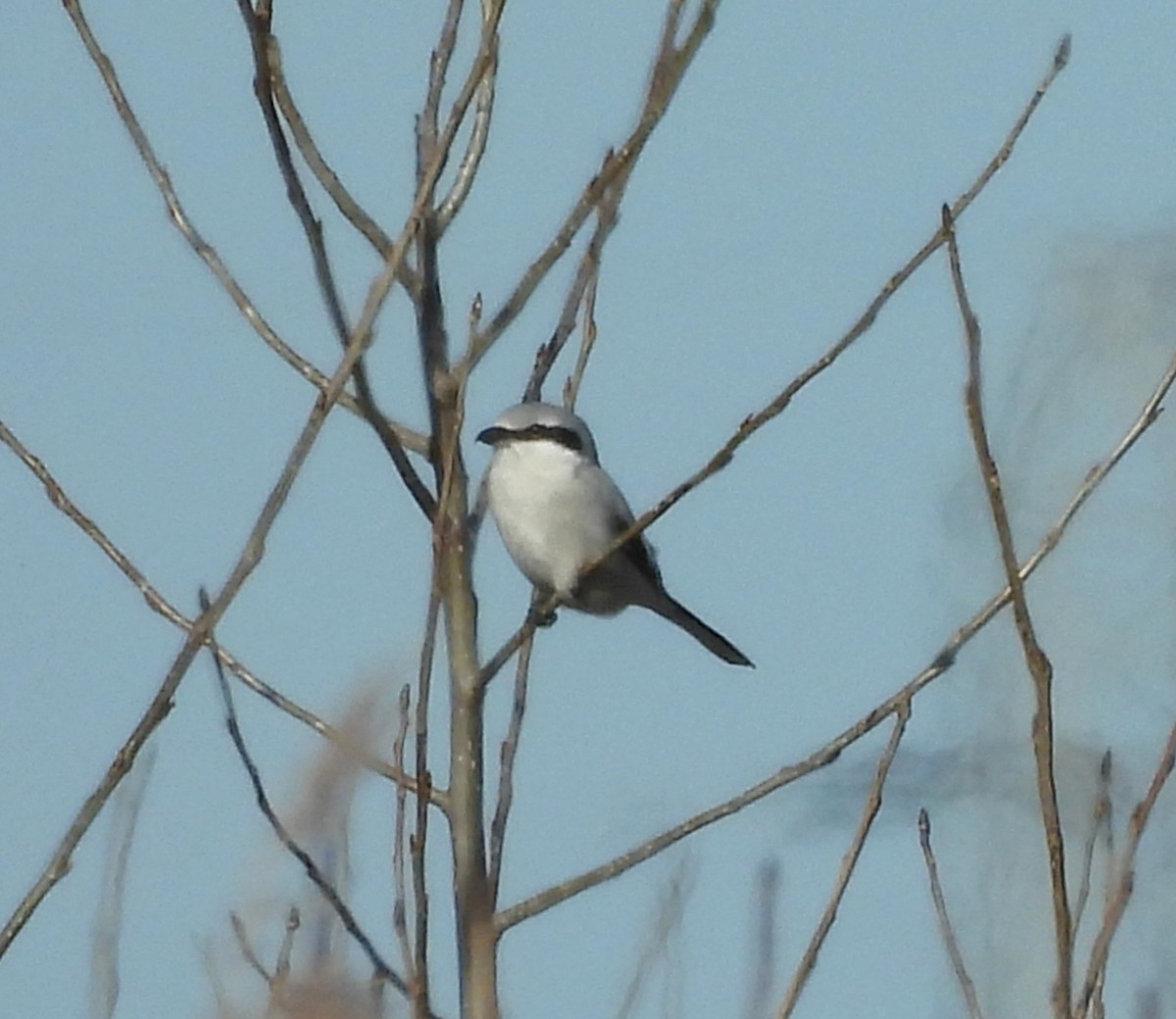 Northern Shrike - ML645794226