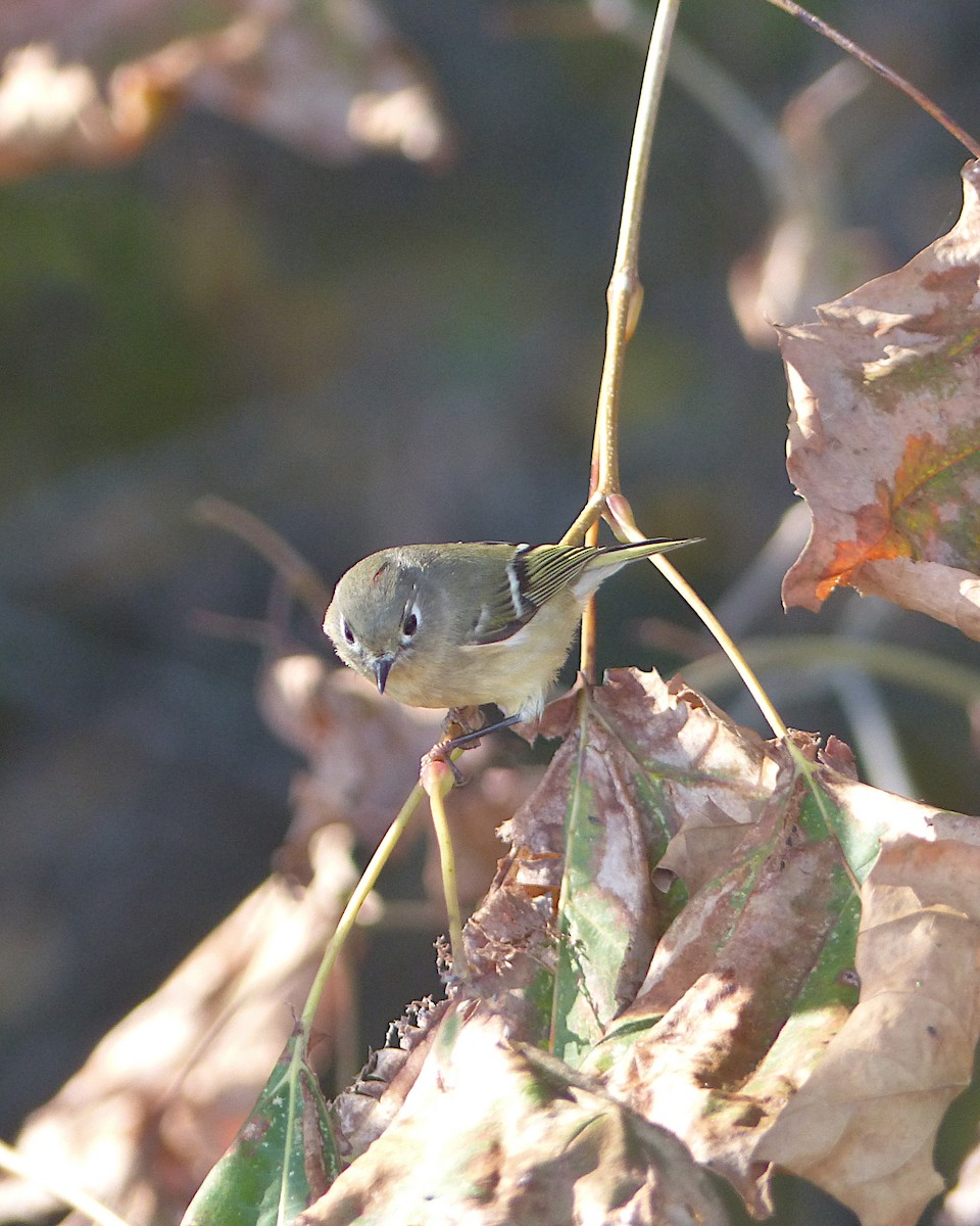 Ruby-crowned Kinglet - ML645794227