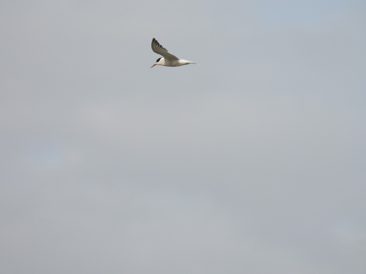 Common Tern - ML645794228