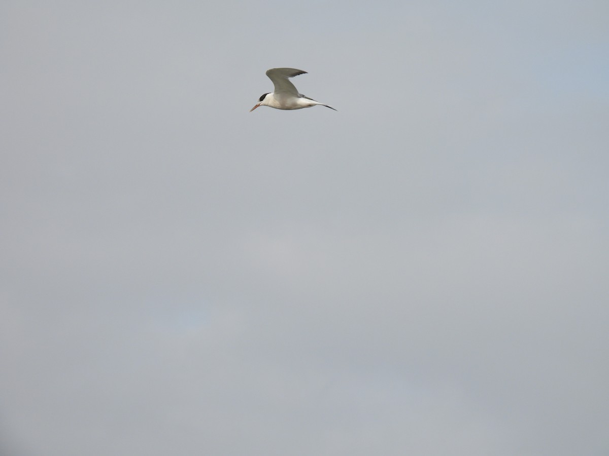 Common Tern - ML645794229