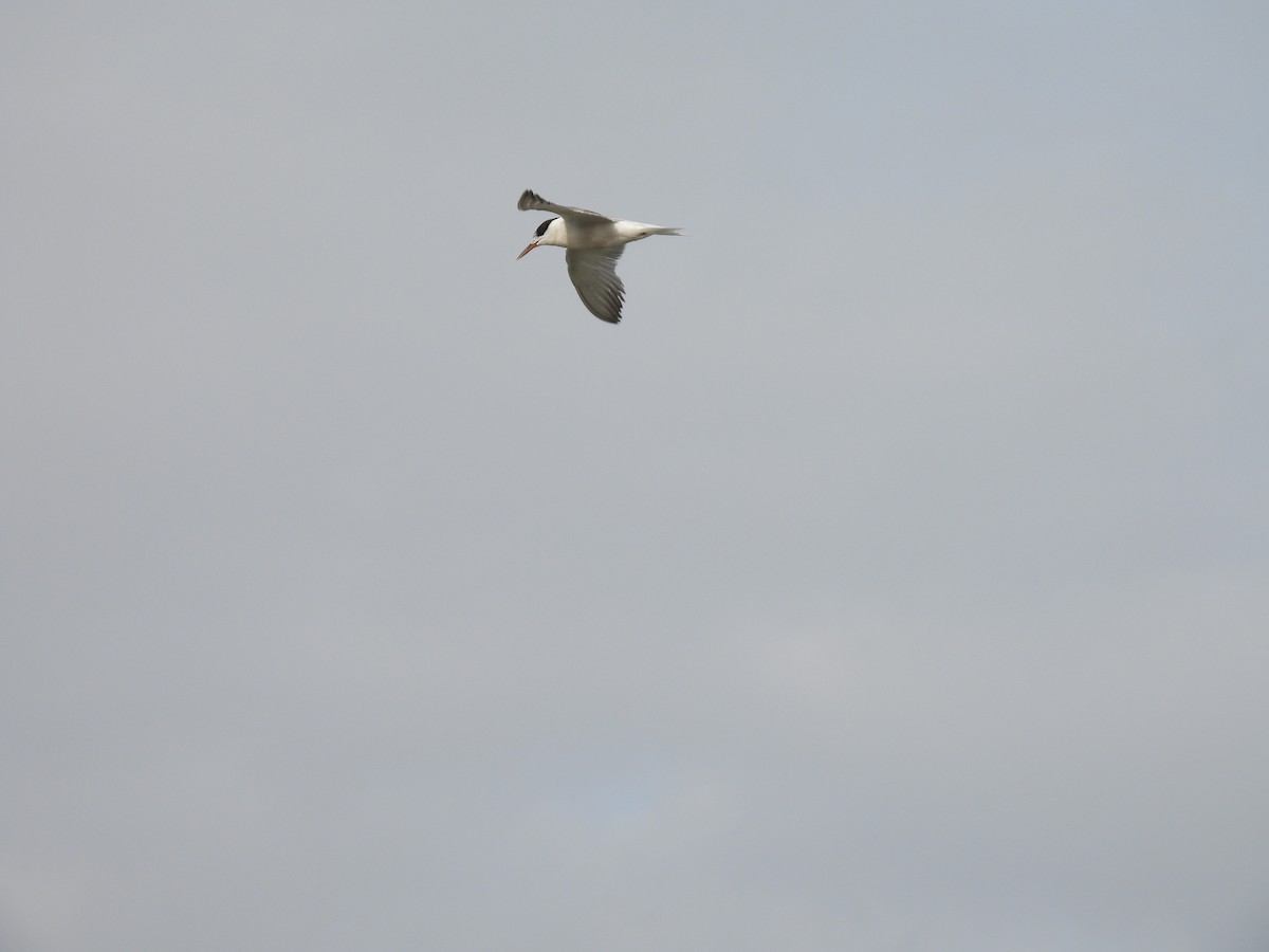Common Tern - ML645794230