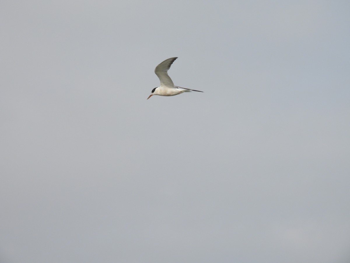 Common Tern - ML645794231