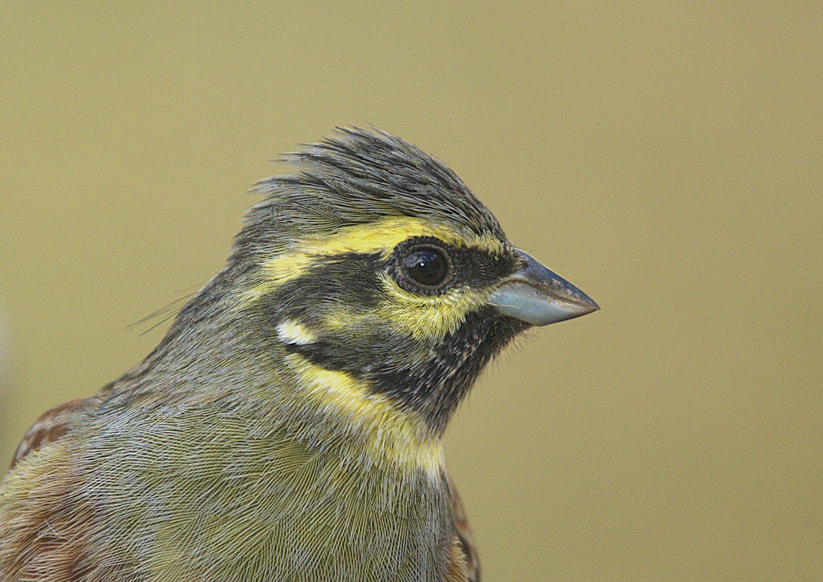 Cirl Bunting - ML645794232