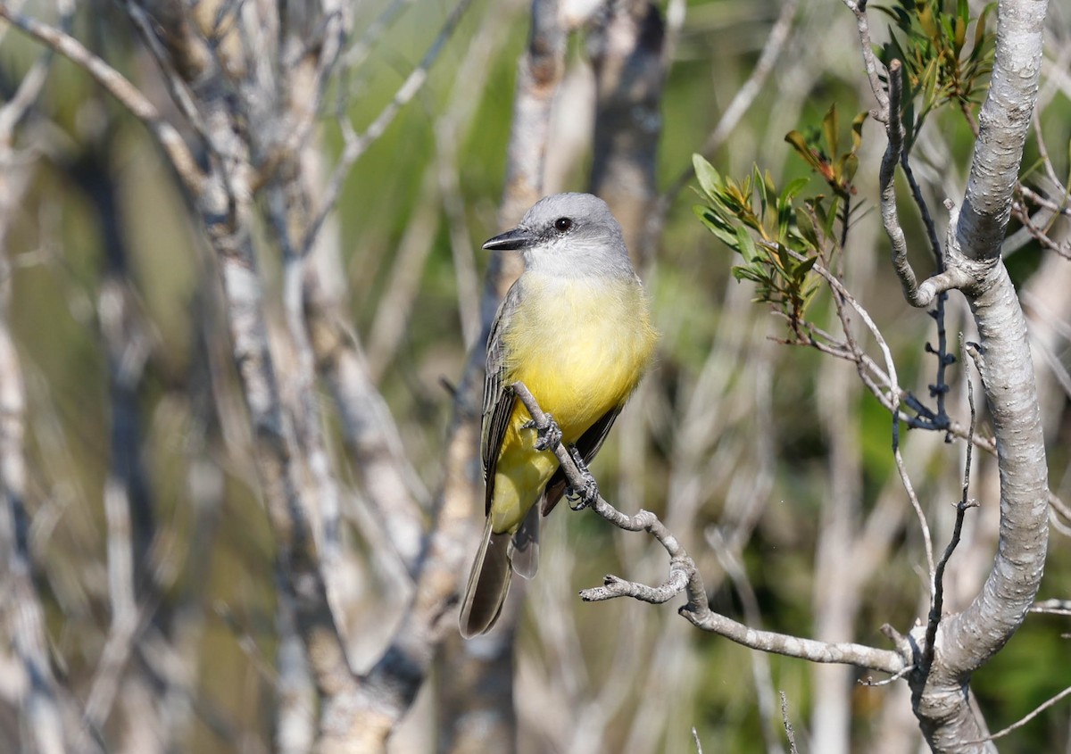 Tropical Kingbird - ML645794235