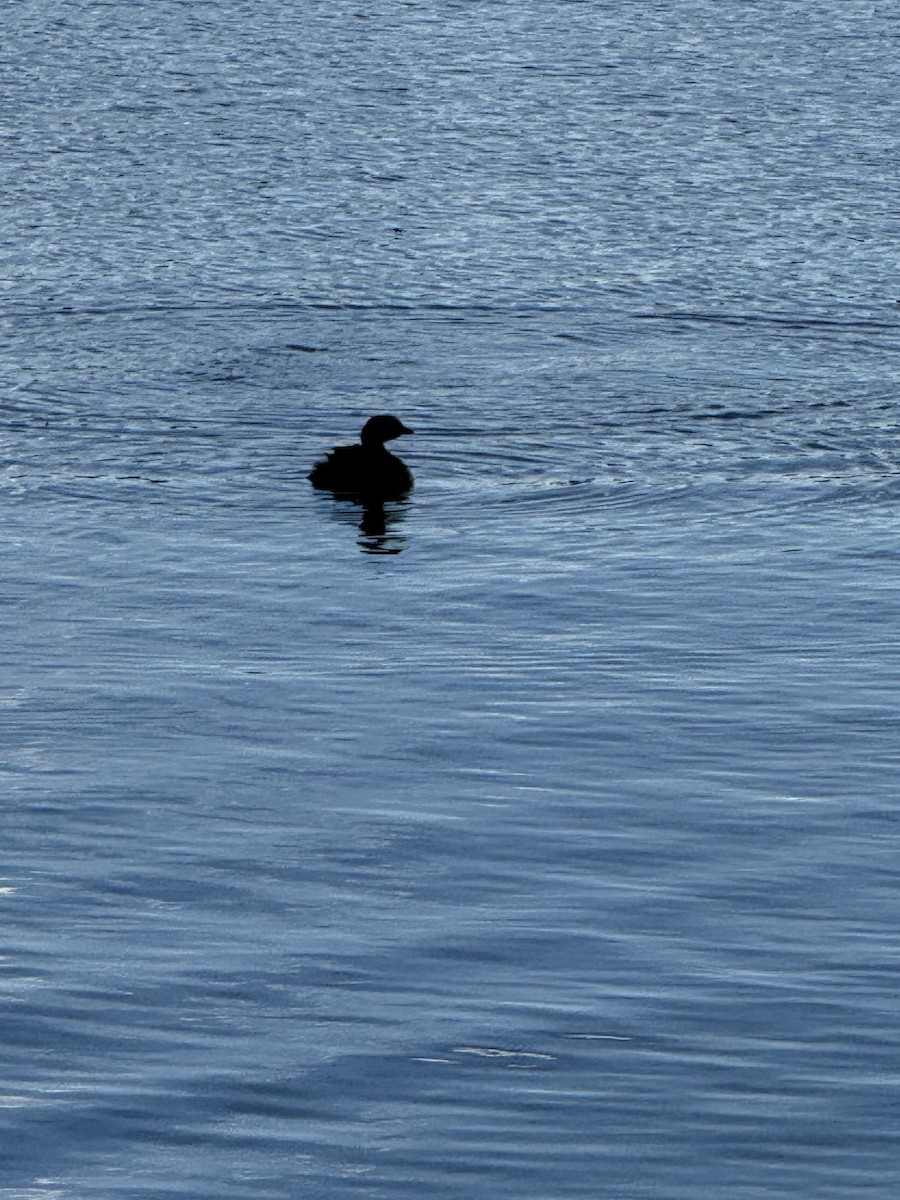 Pied-billed Grebe - ML645794240