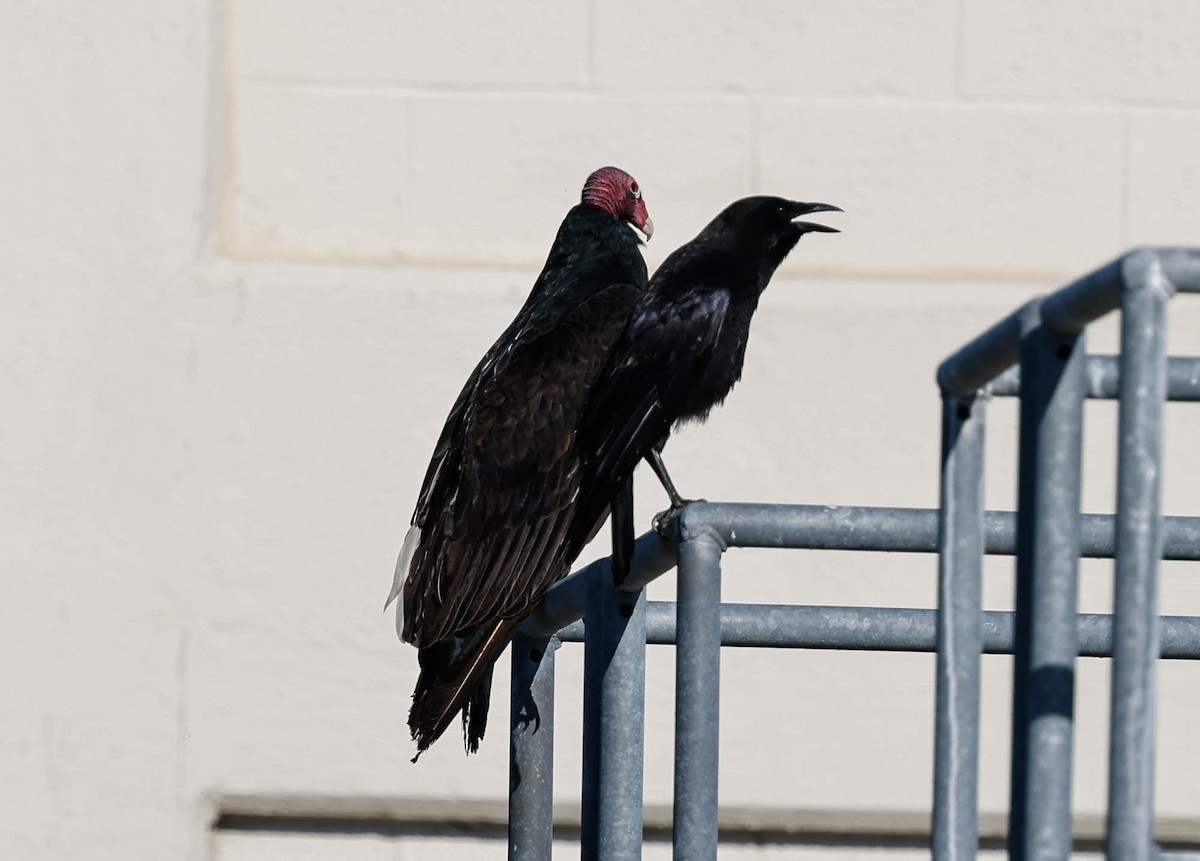 American Crow - ML645794241