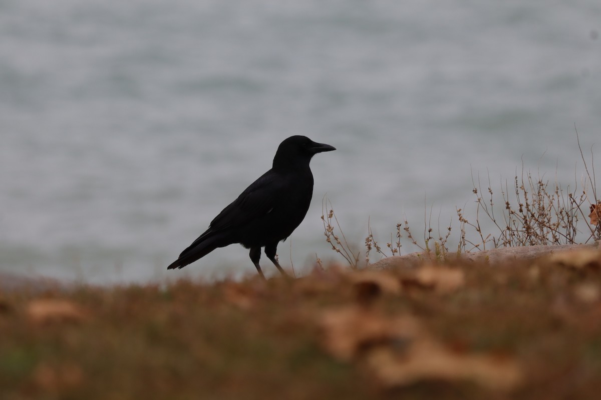 American Crow - ML645794243