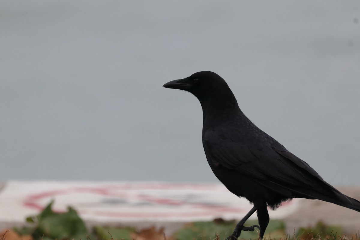 American Crow - ML645794244
