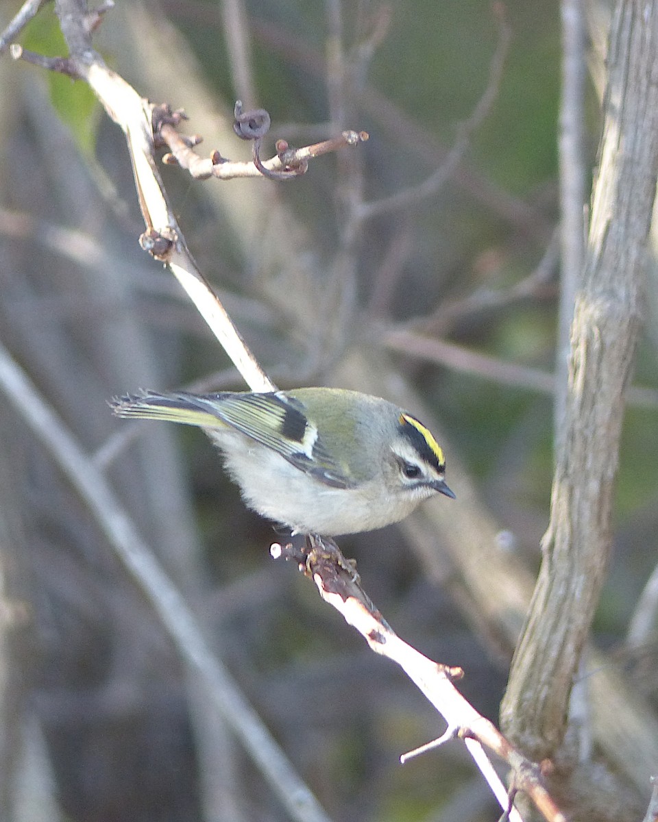 Golden-crowned Kinglet - ML645794245