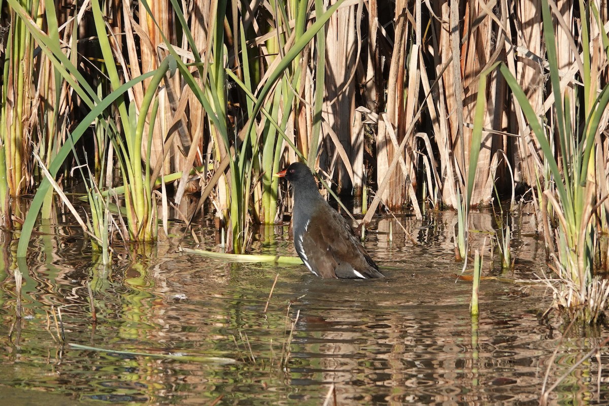 Eurasian Moorhen - ML645794248