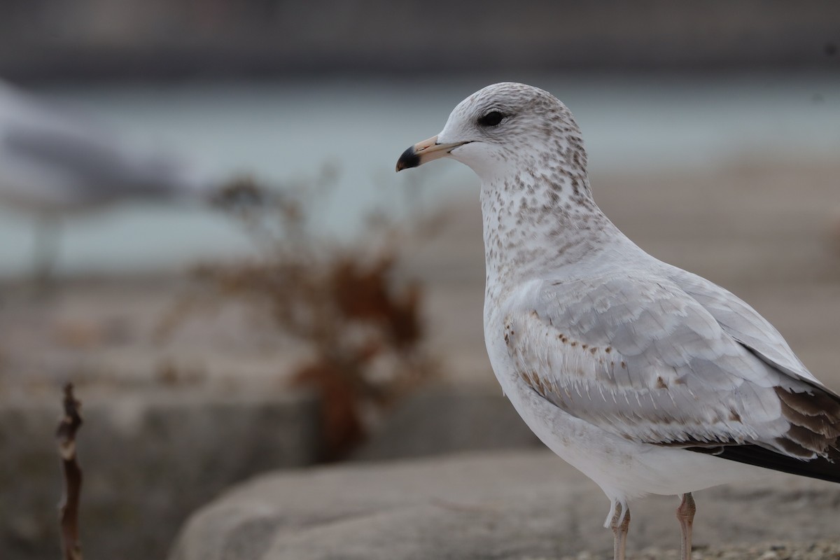 Ring-billed Gull - ML645794251