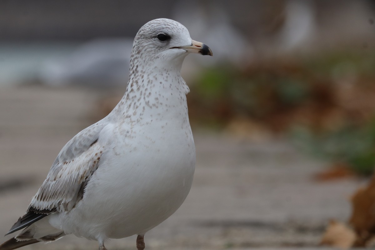 Ring-billed Gull - ML645794252
