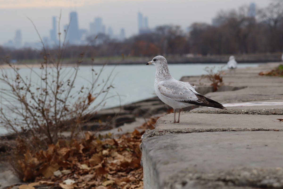Ring-billed Gull - ML645794253