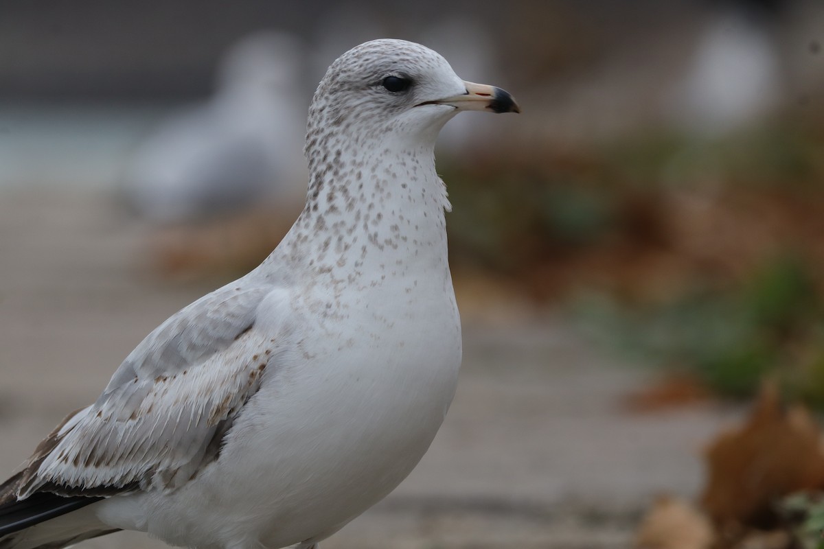 Ring-billed Gull - ML645794254