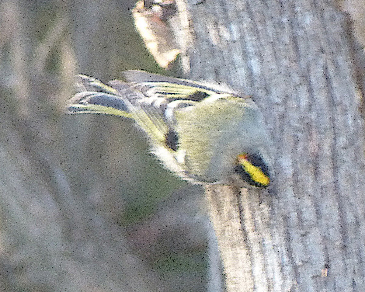 Golden-crowned Kinglet - ML645794255