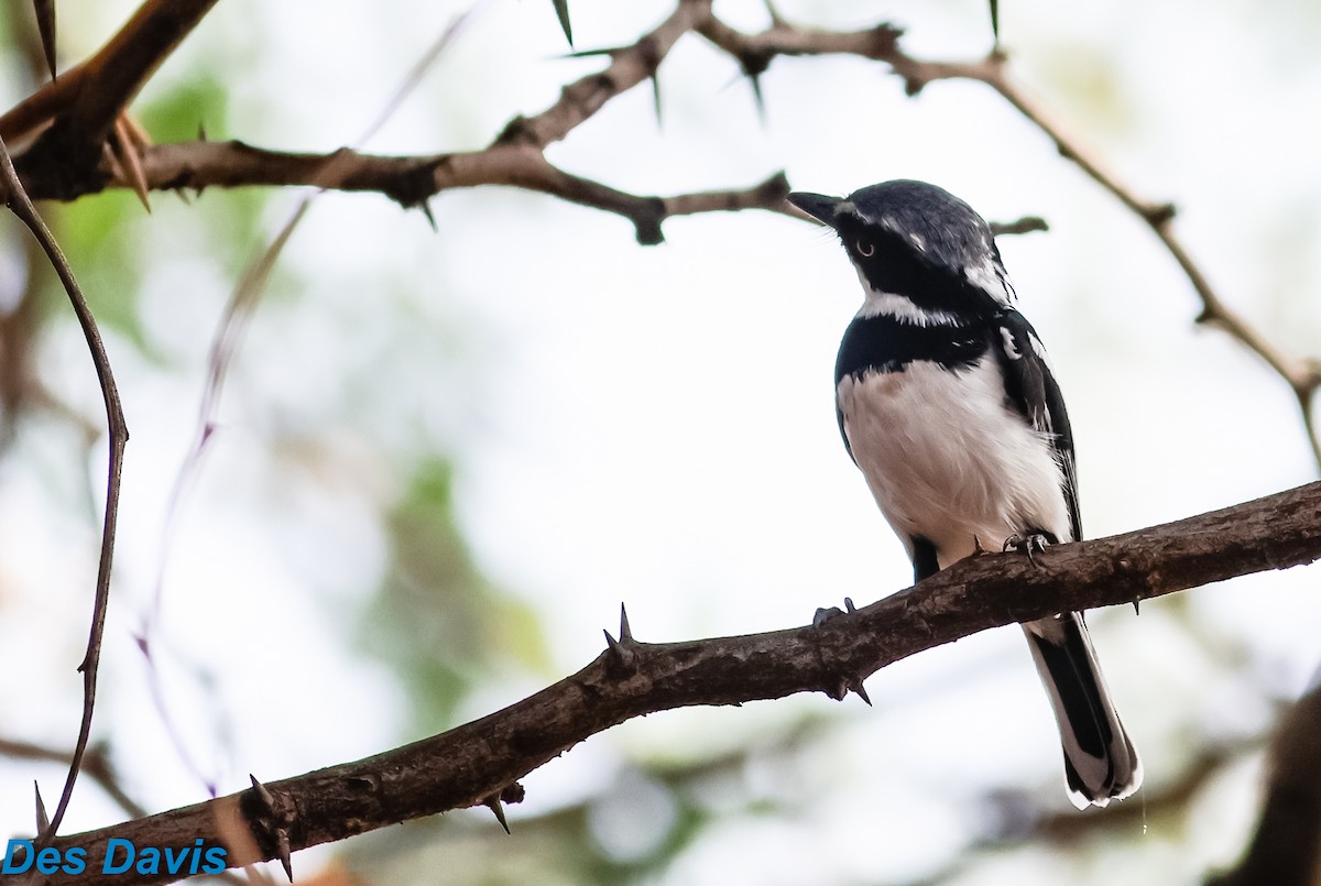 Gray-headed Batis - ML645794256