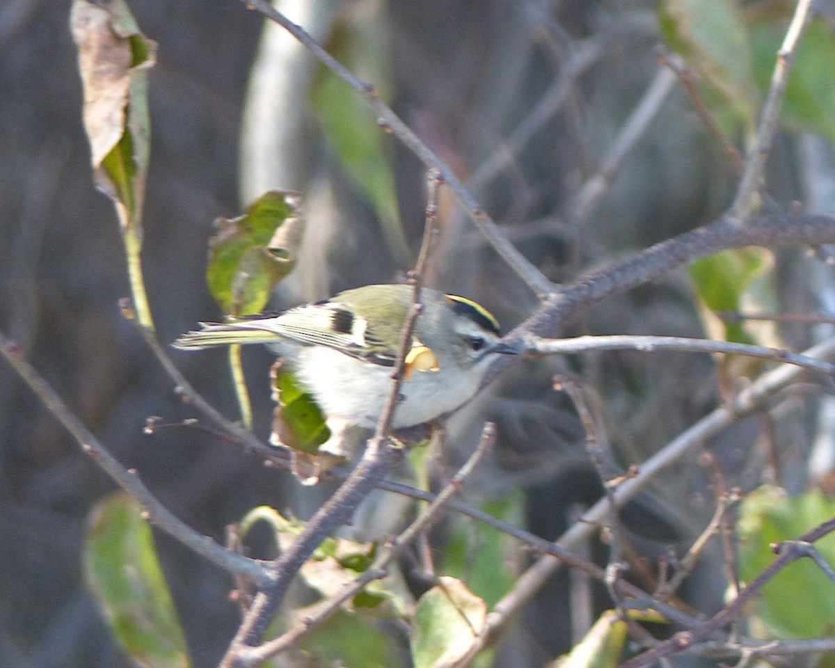 Golden-crowned Kinglet - ML645794258