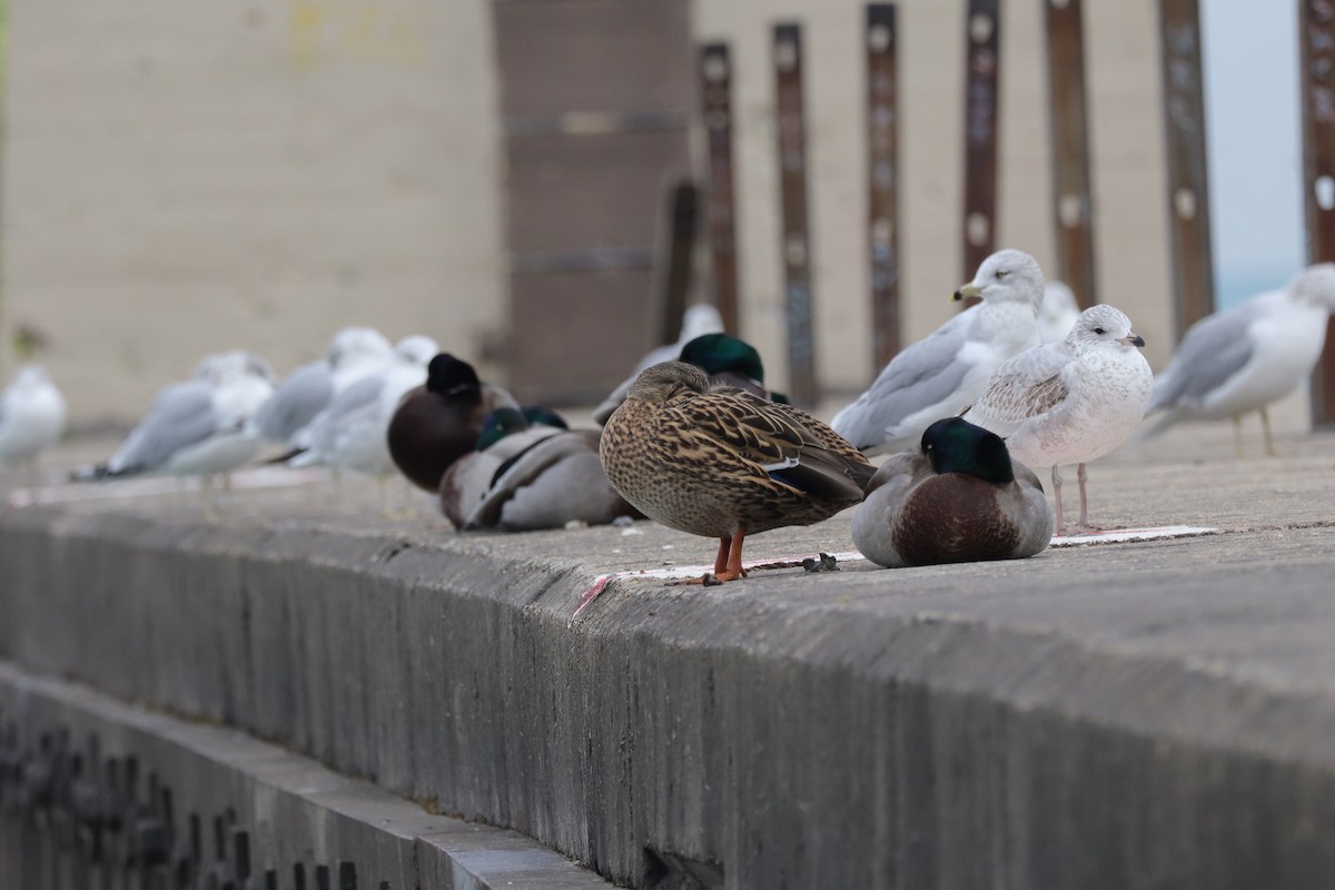 Mallard - ML645794260