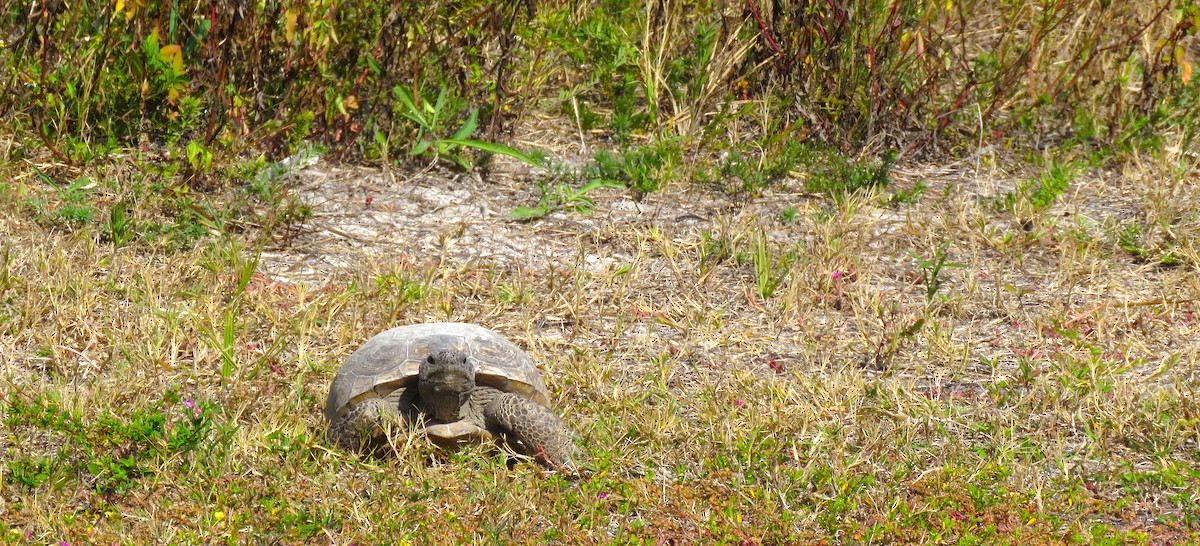 Gopher Tortoise - ML645794269