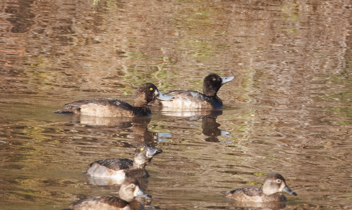 Greater Scaup - ML645794270