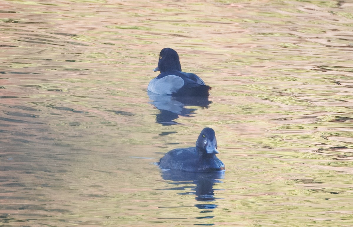 Greater Scaup - ML645794271