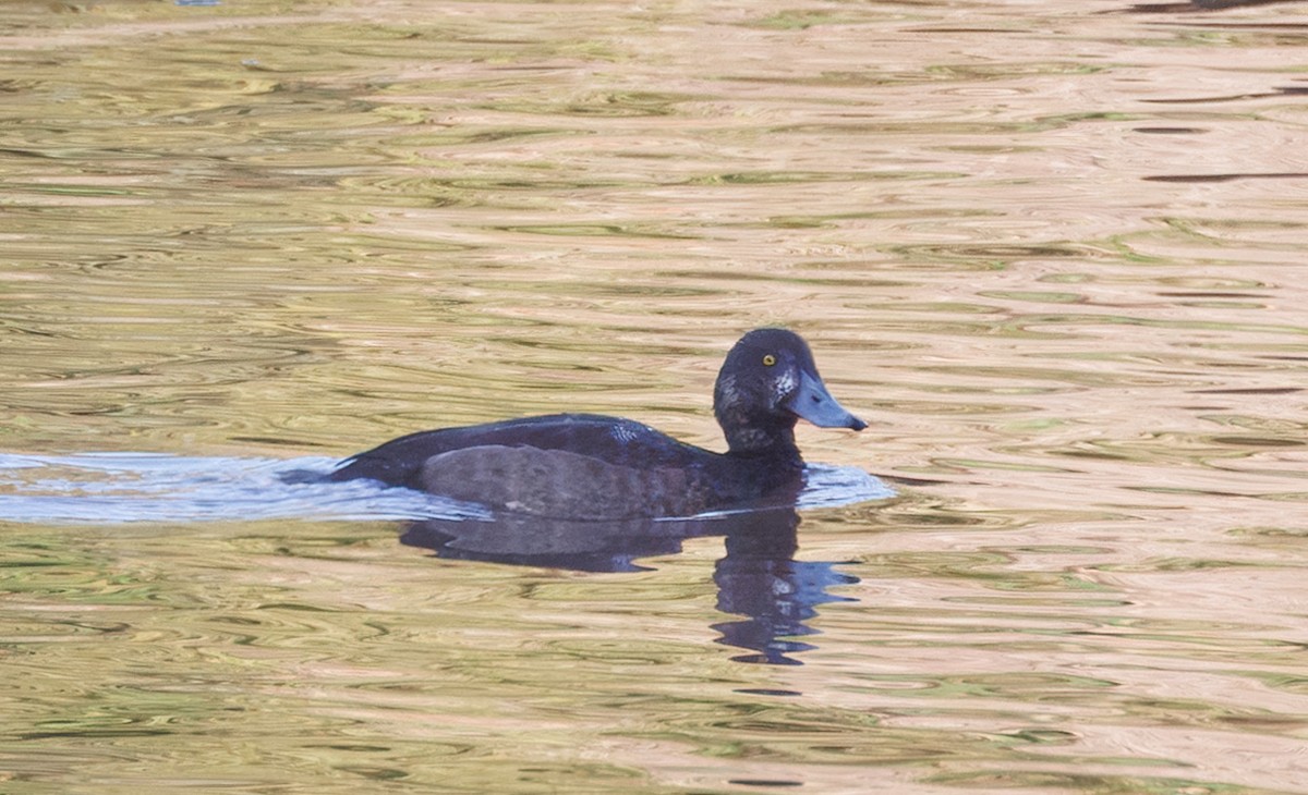 Greater Scaup - ML645794273