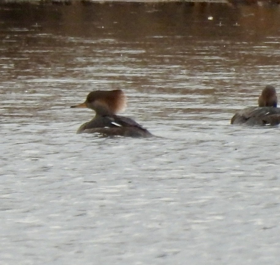 Hooded Merganser - ML645794281