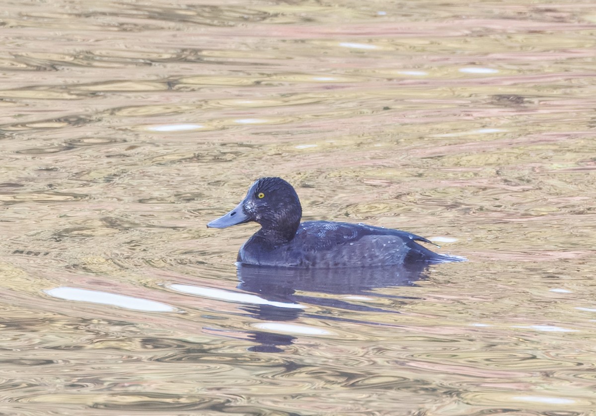 Greater Scaup - ML645794284
