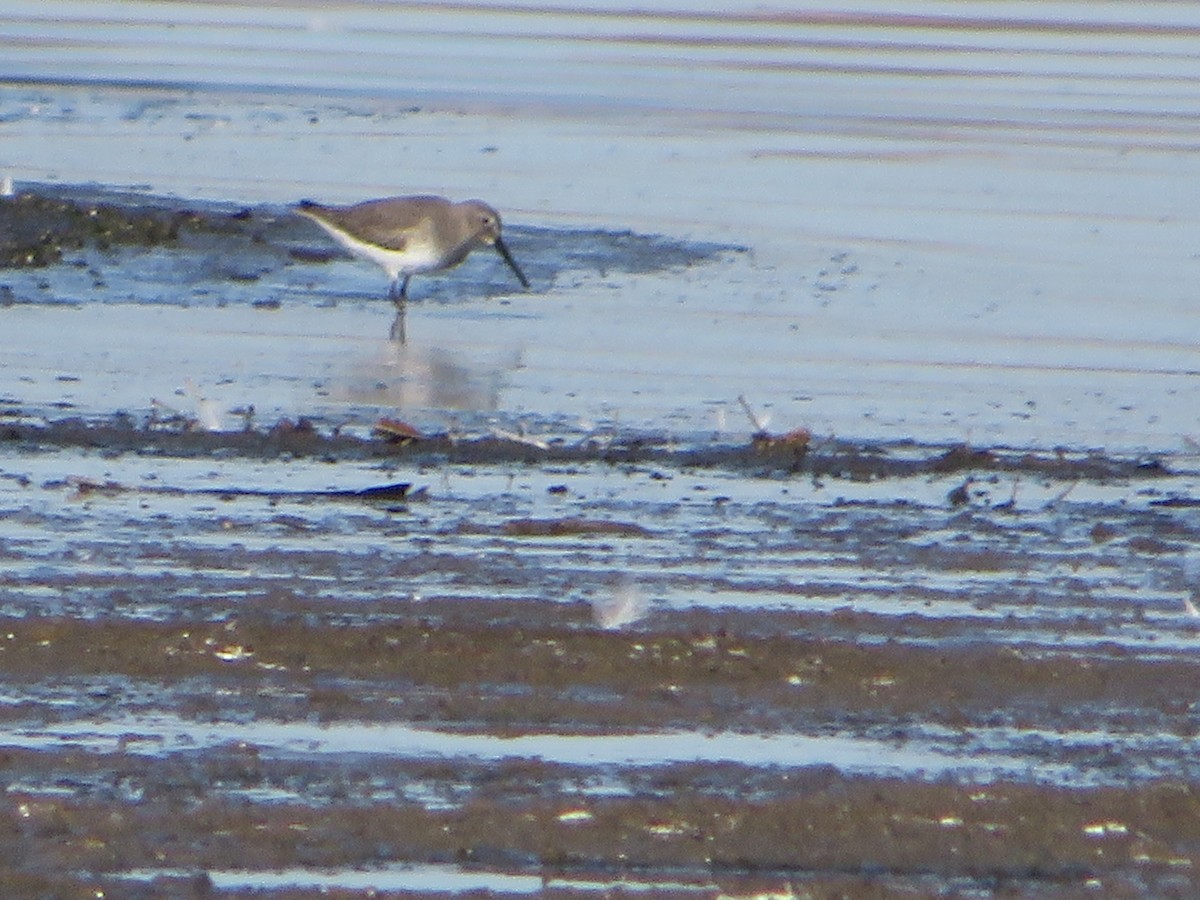 Dunlin - ML645794290