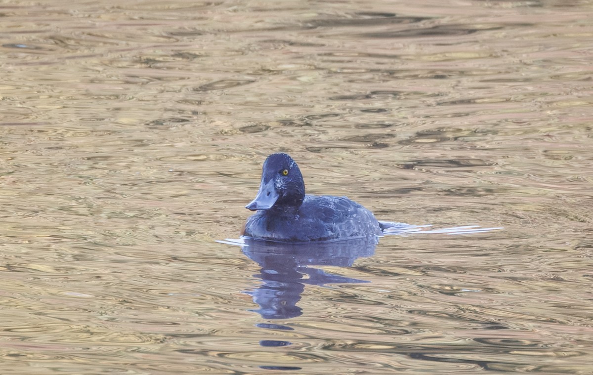 Greater Scaup - ML645794293