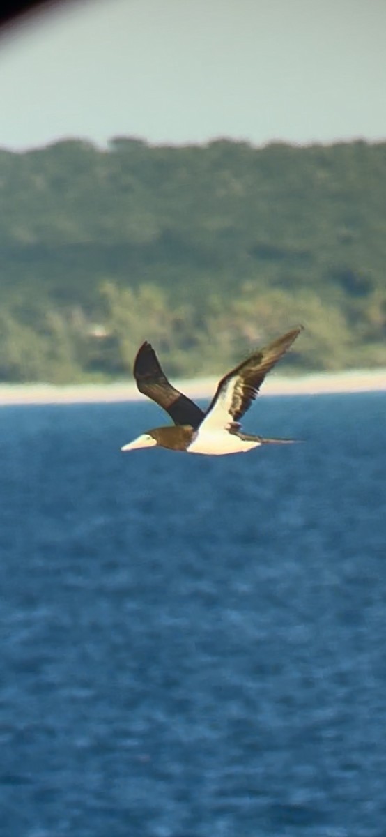 Brown Booby - ML645794294