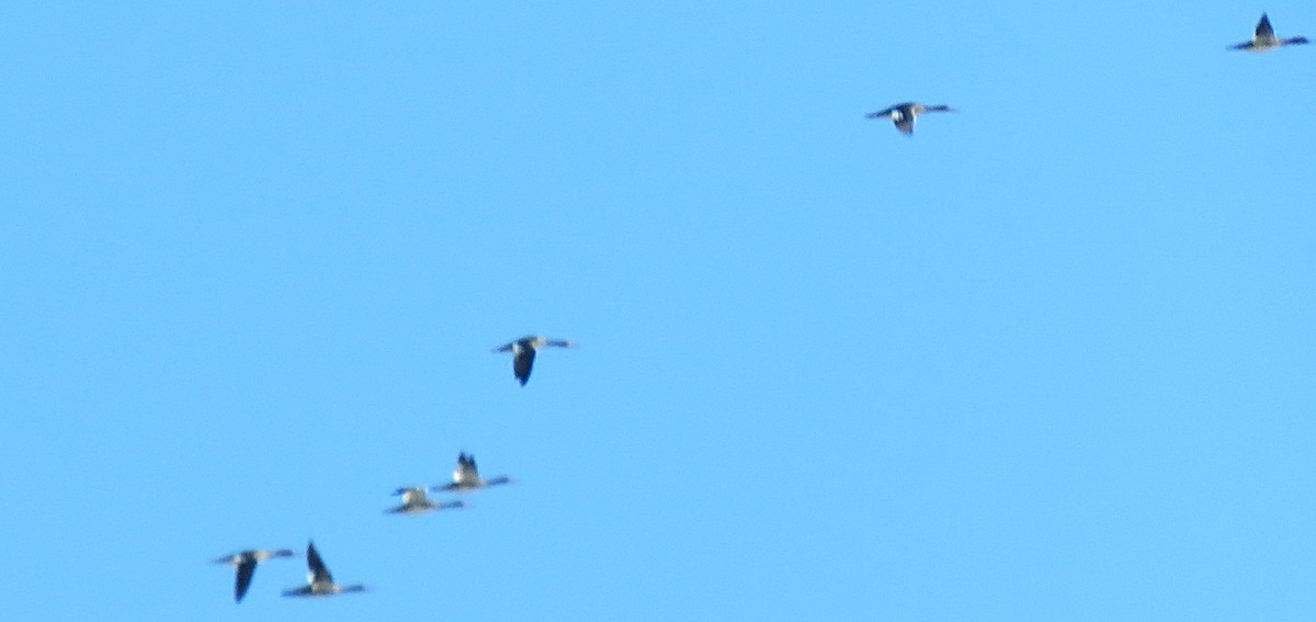 Red-breasted Merganser - ML645794297