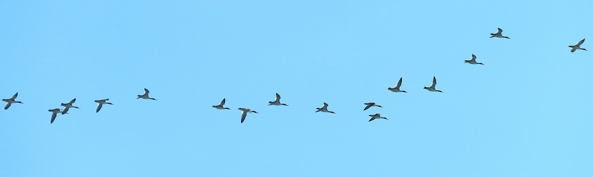 Red-breasted Merganser - ML645794317