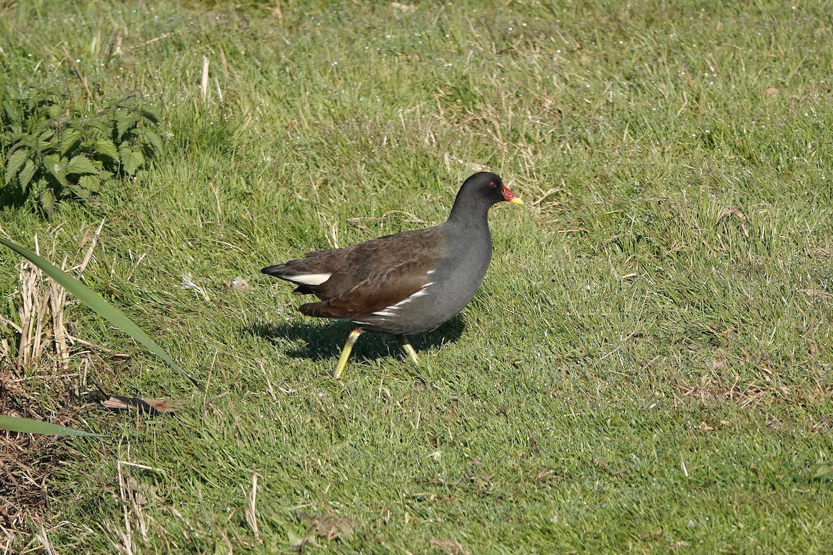 Eurasian Moorhen - ML645794320