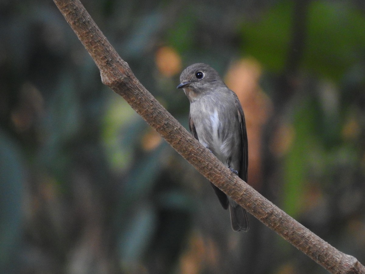 Dark-sided Flycatcher - ML645794329