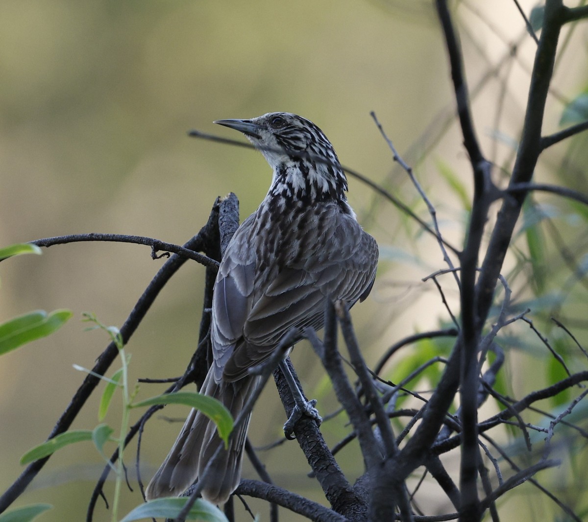 Striped Honeyeater - ML645794330