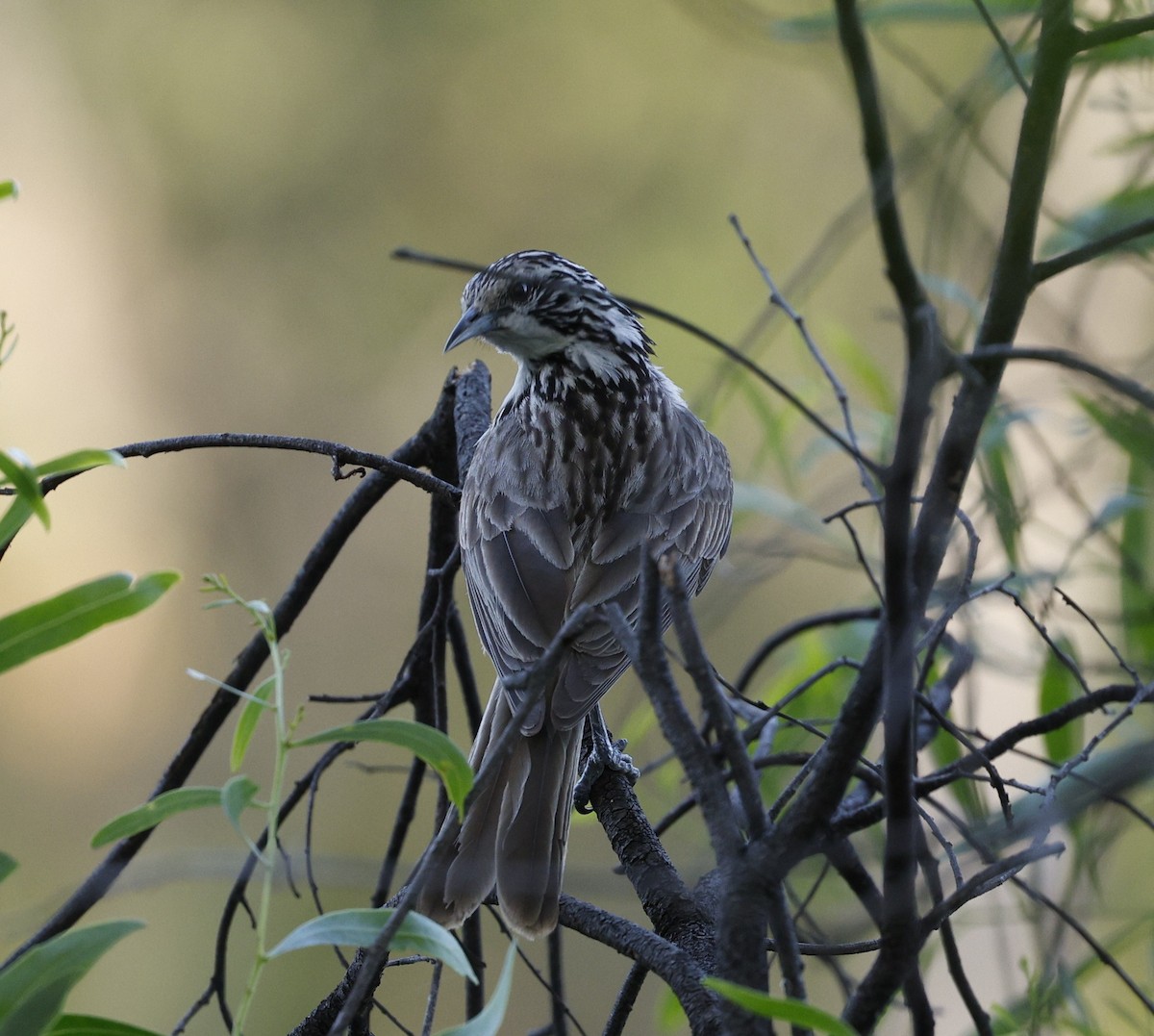 Striped Honeyeater - ML645794331