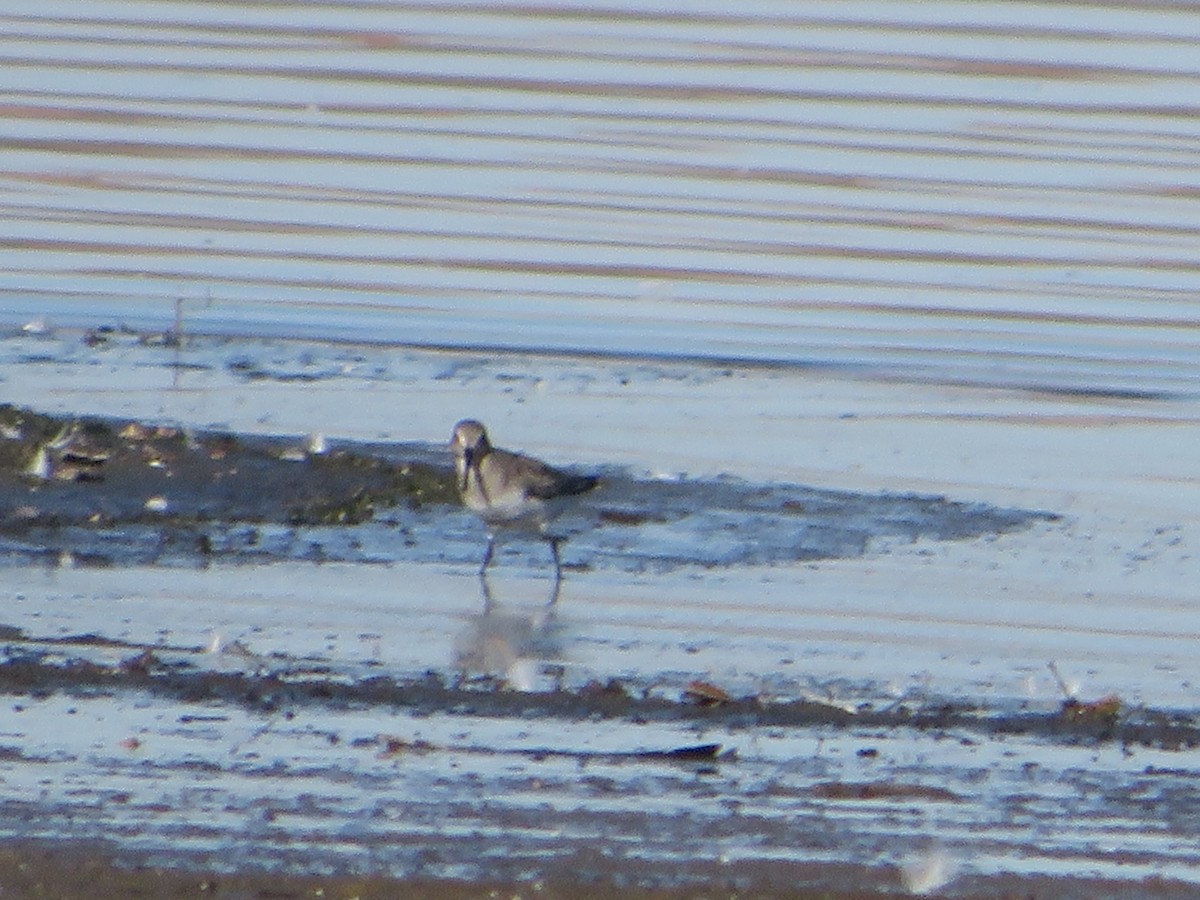 Dunlin - ML645794335