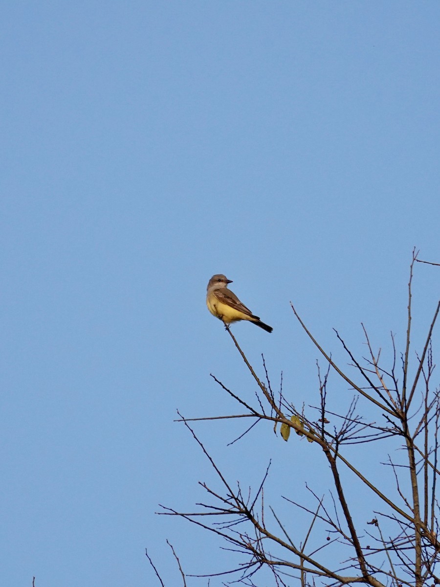 Western Kingbird - ML645794347