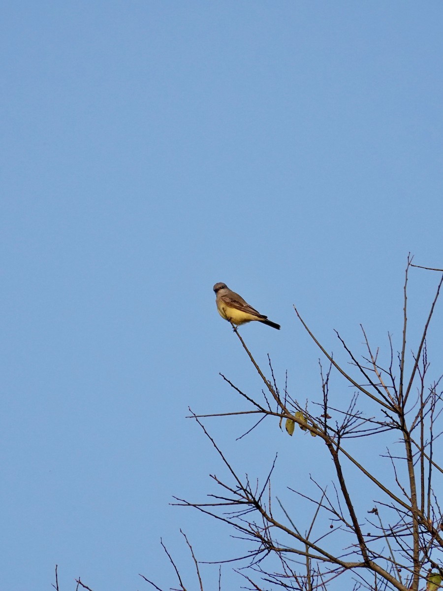 Western Kingbird - ML645794348